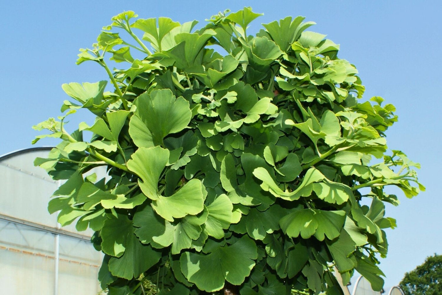 Ginkgo biloba 'Marijken' (Fächerblattbaum)