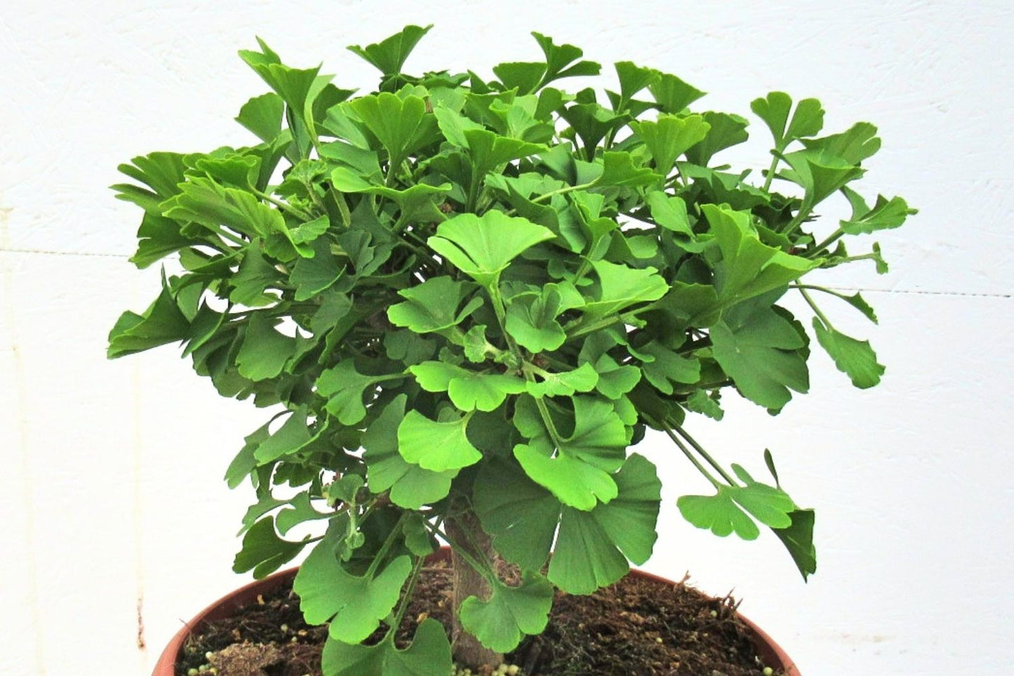Ginkgo biloba 'Marijken' (Fächerblattbaum)