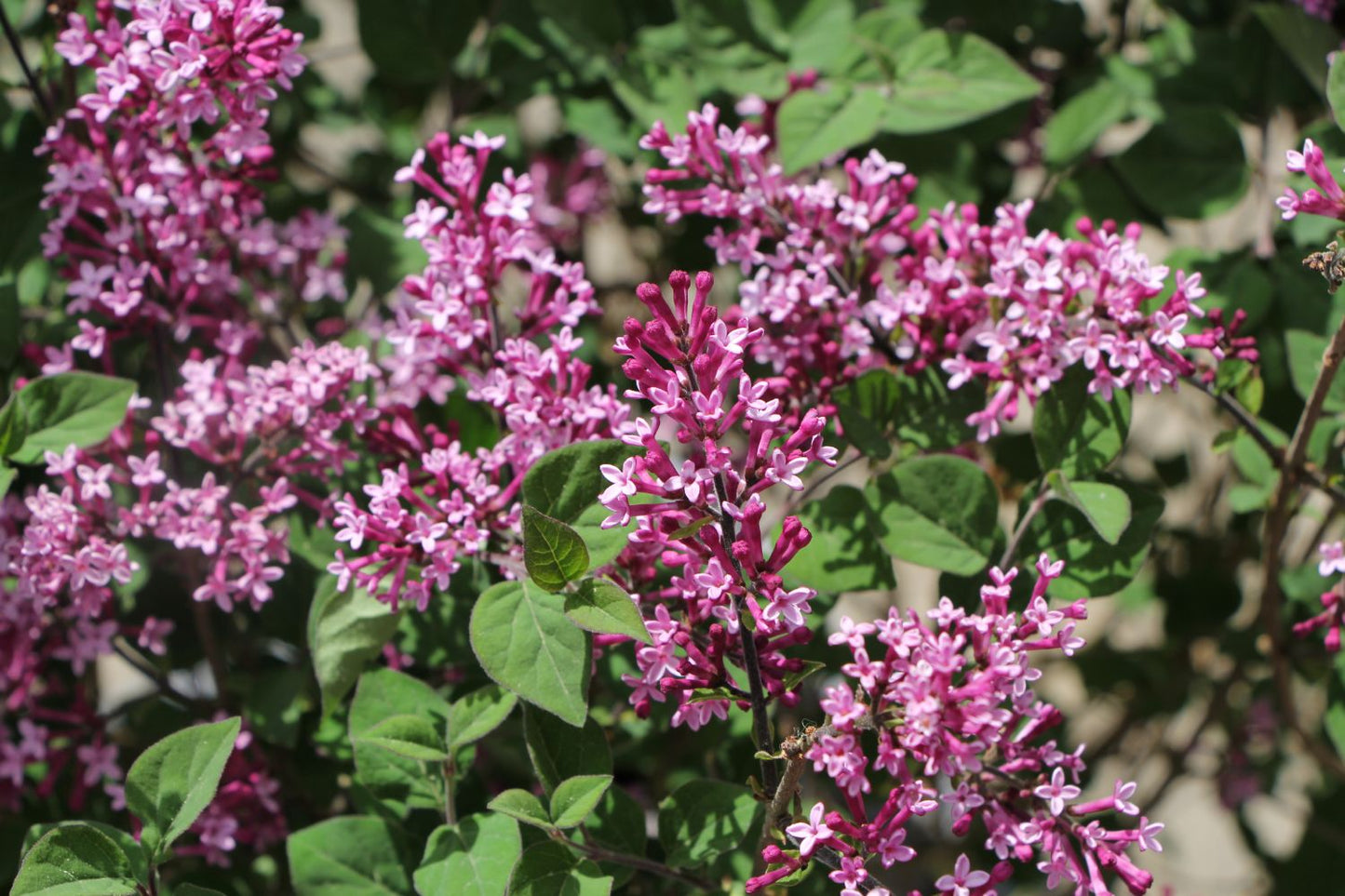 Syringa 'Bloomerang® Dark Purple' Zwergflieder