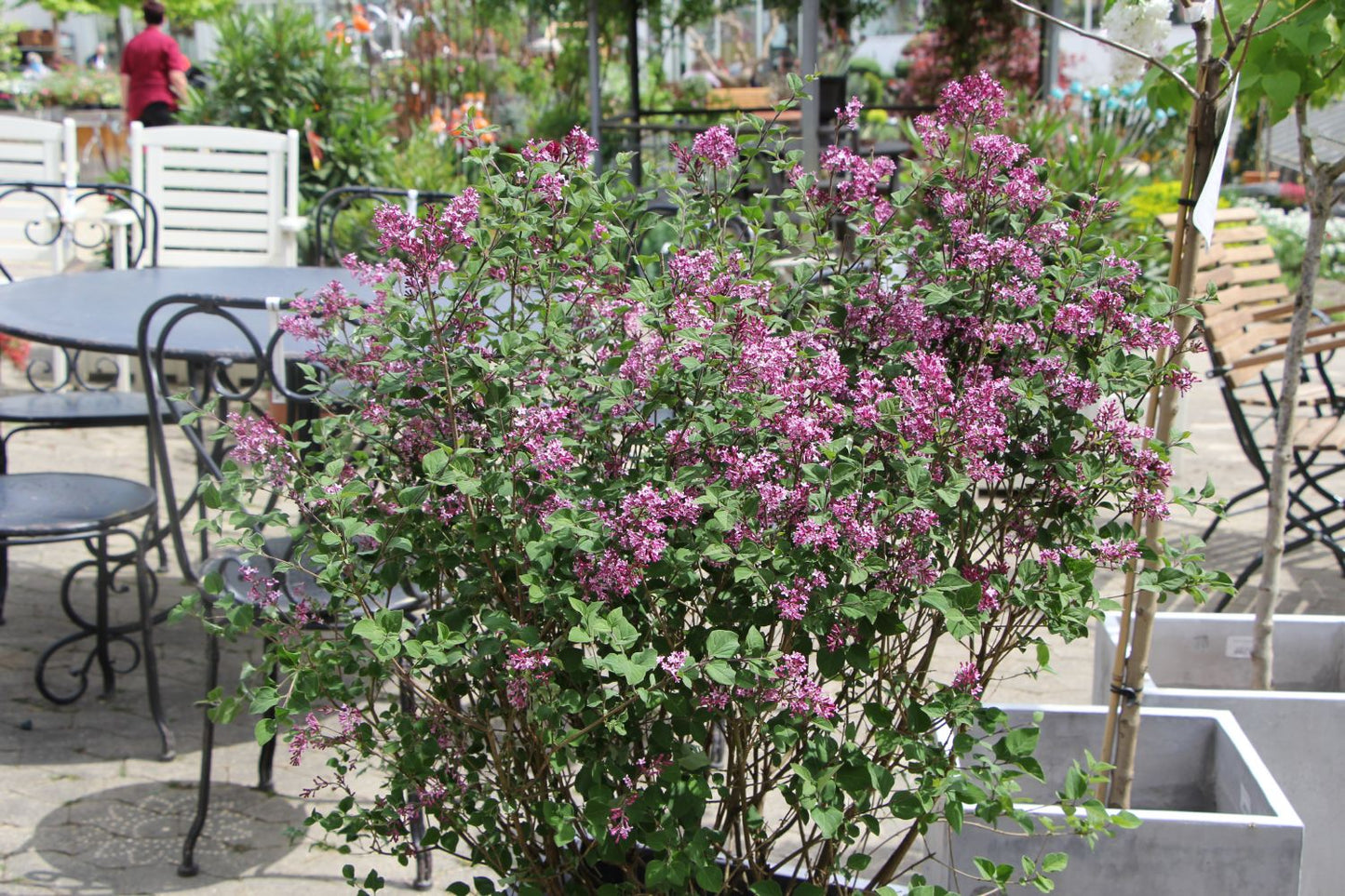 Syringa 'Bloomerang® Dark Purple' (Zwergflieder)