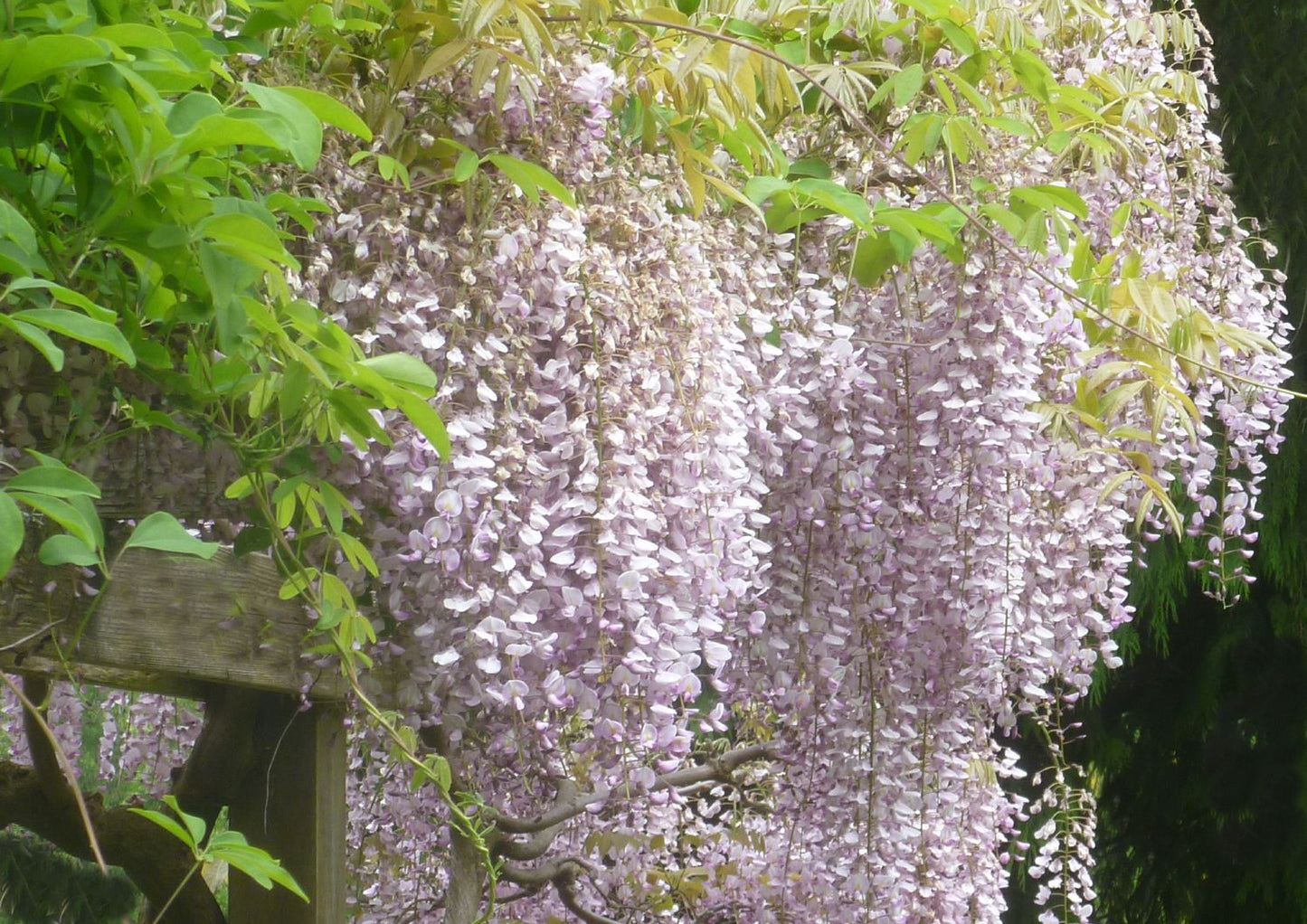 Wisteria floribunda 'Rosea' Rosa Japanischer Blauregen