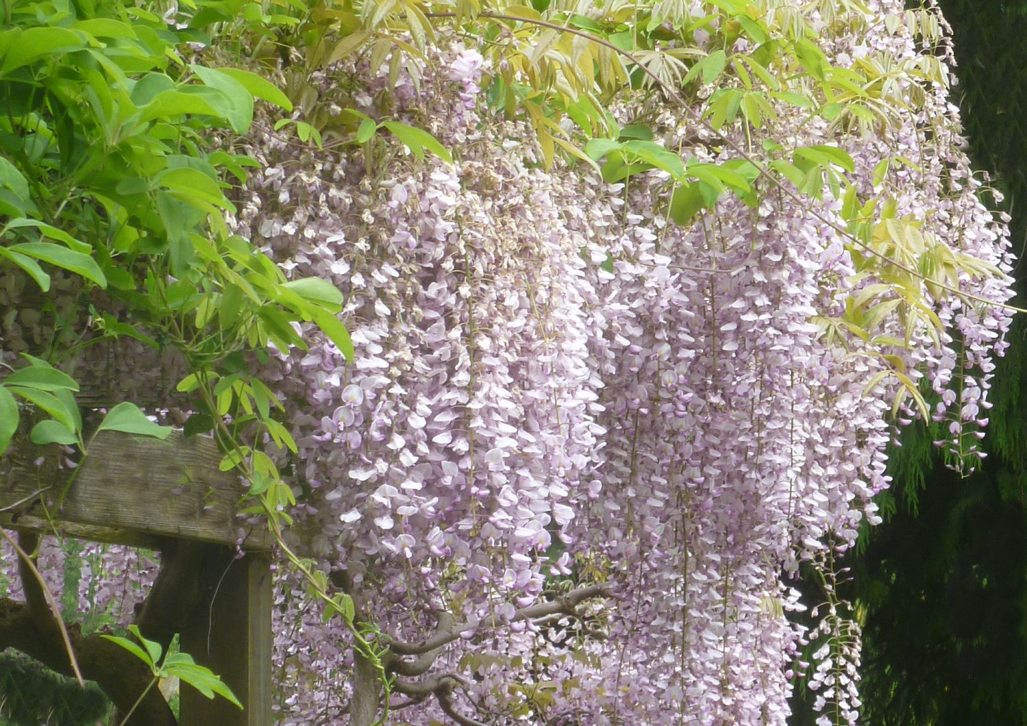 Wisteria floribunda 'Rosea' Rosa Japanischer Blauregen