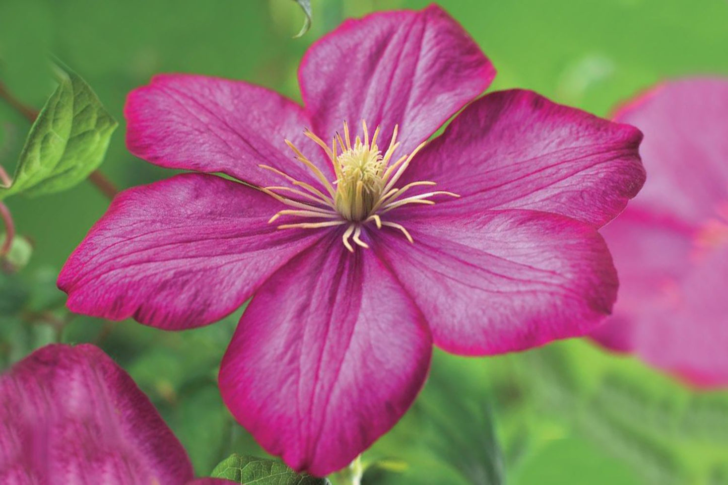 Clematis 'Rouge Cardinal' Waldrebe 'Rouge Cardinal'