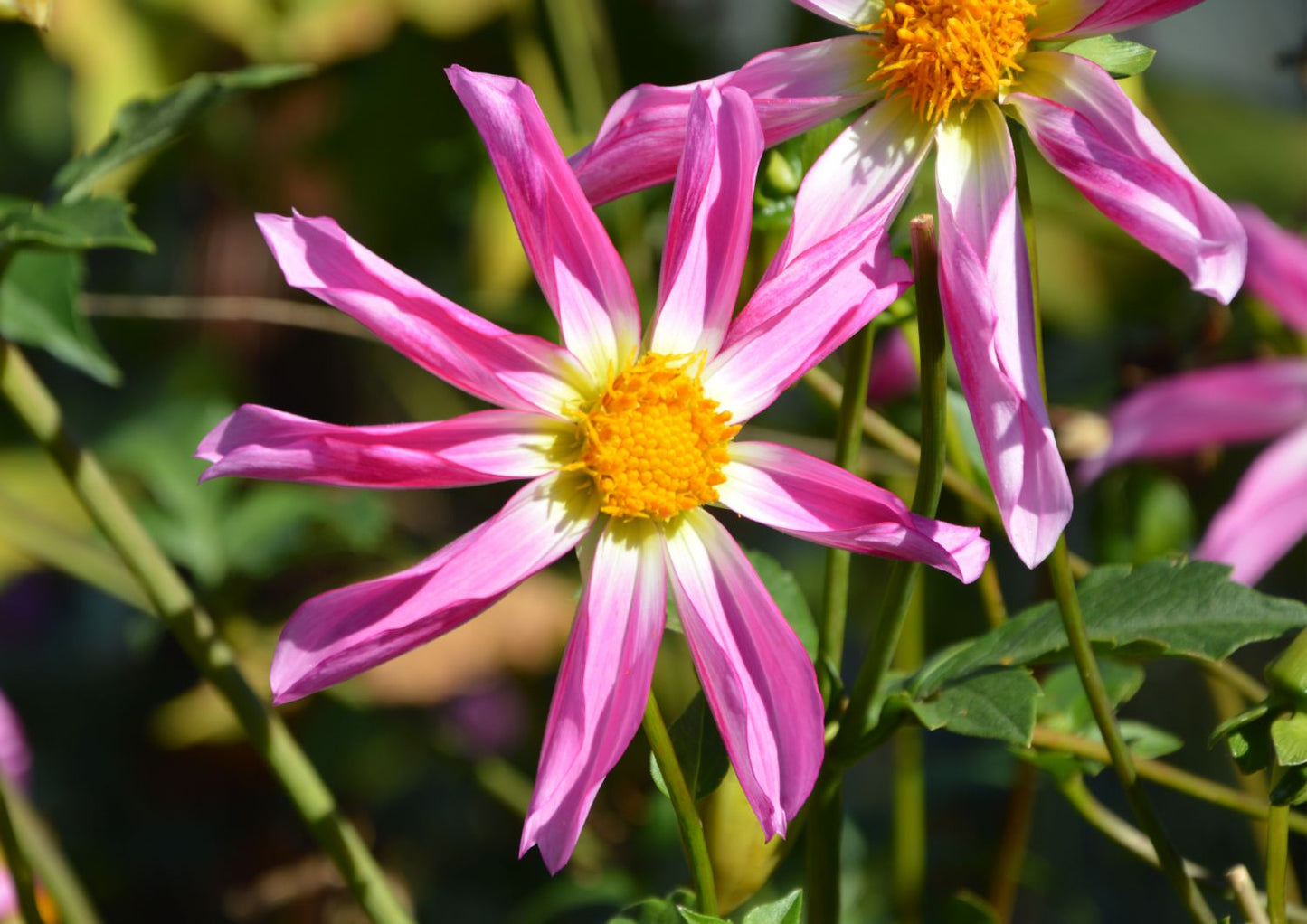 Dahlia 'Honka Pink' Orchideenblütige Dahlie