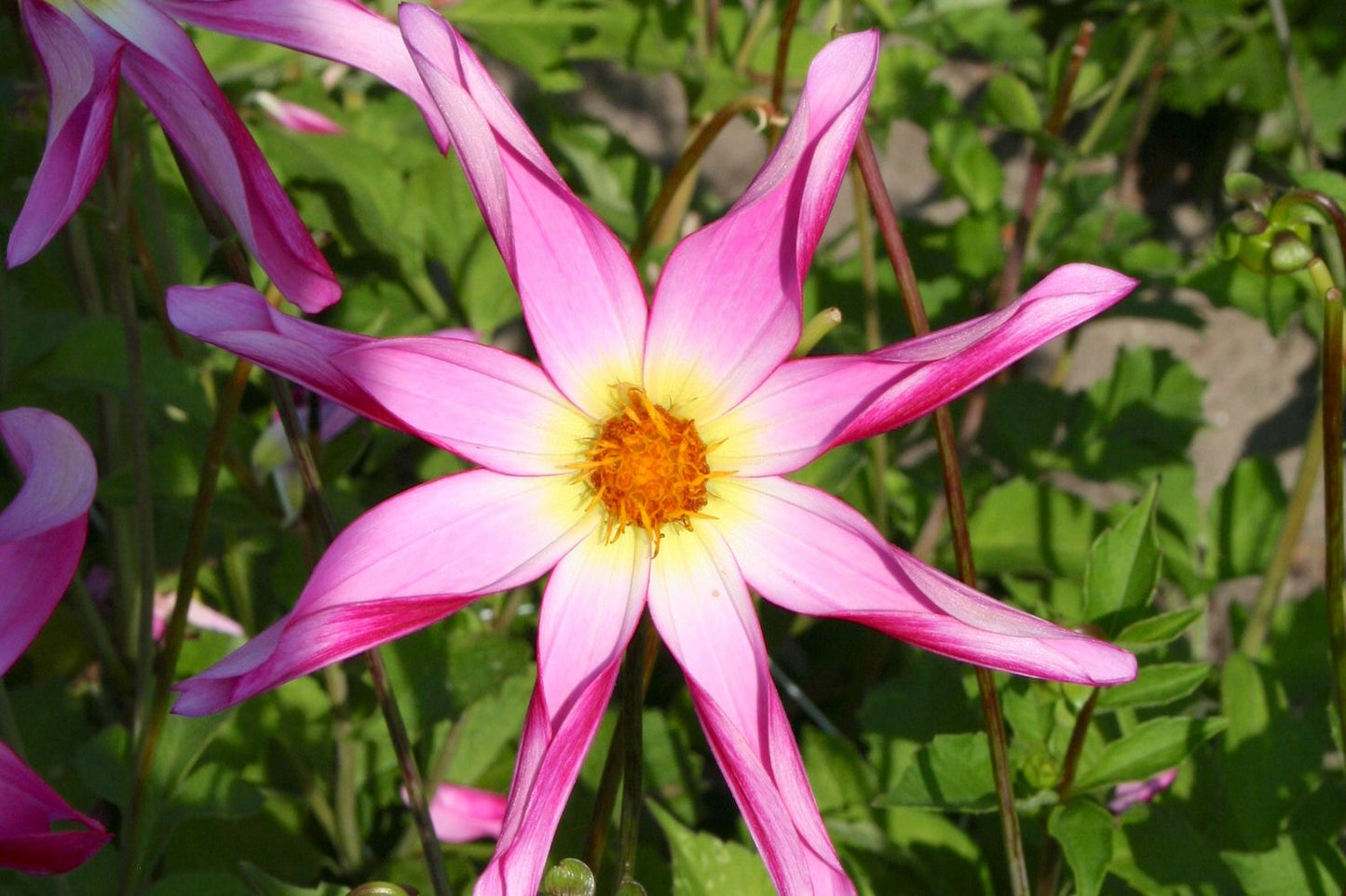Dahlia 'Honka Pink' (Orchideenblütige Dahlie)