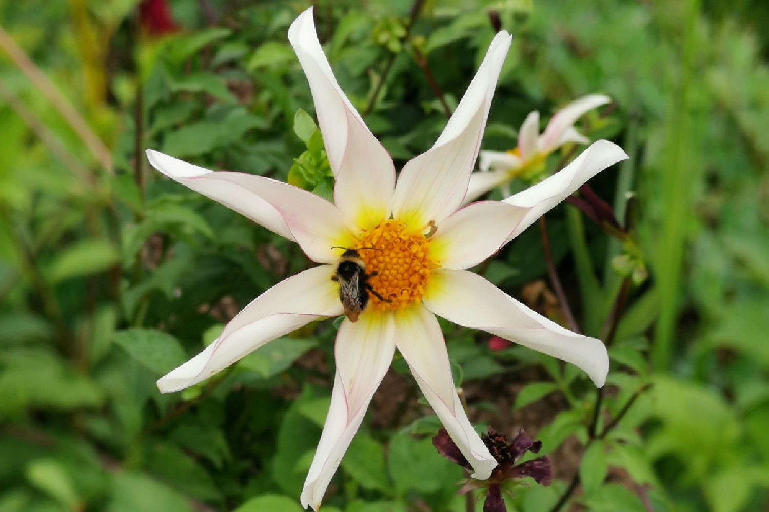 Dahlia 'Honka Fragile' Orchideenblütige Dahlie