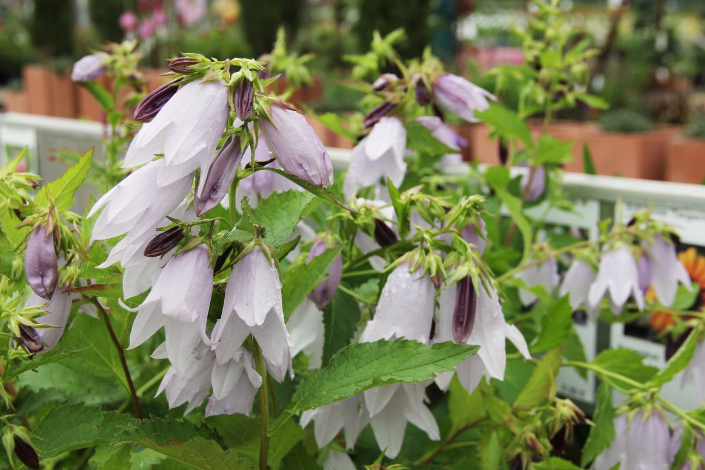 Campanula 'Iridescent Bells' Glockenblume Campanula 'Iridescent Bells' Glockenblume