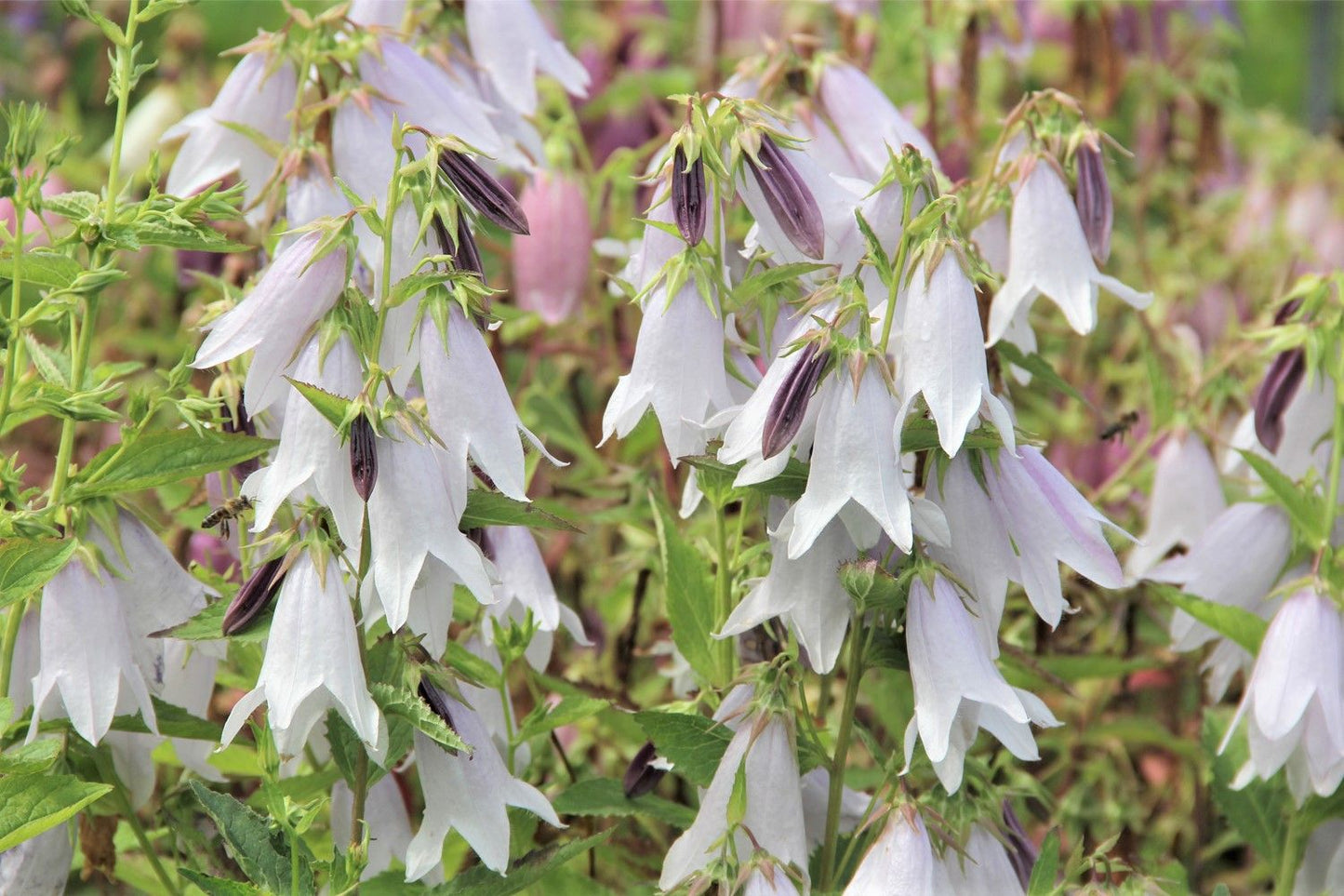 Campanula 'Iridescent Bells' (Glockenblume) Campanula 'Iridescent Bells' (Glockenblume)