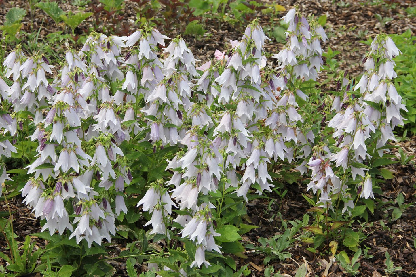 Campanula 'Iridescent Bells' (Glockenblume) Campanula 'Iridescent Bells' (Glockenblume)