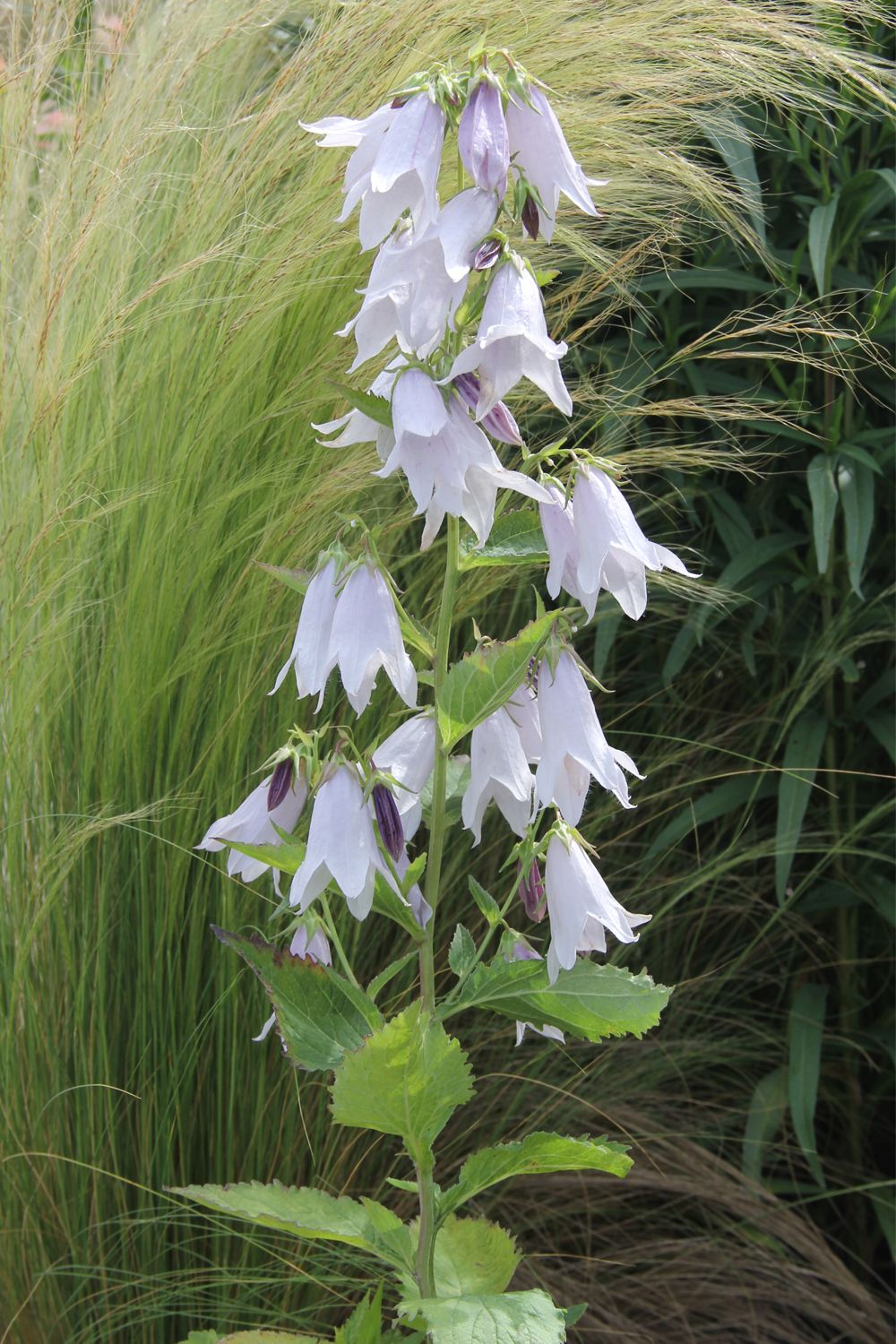 Campanula 'Iridescent Bells' (Glockenblume) Campanula 'Iridescent Bells' (Glockenblume)