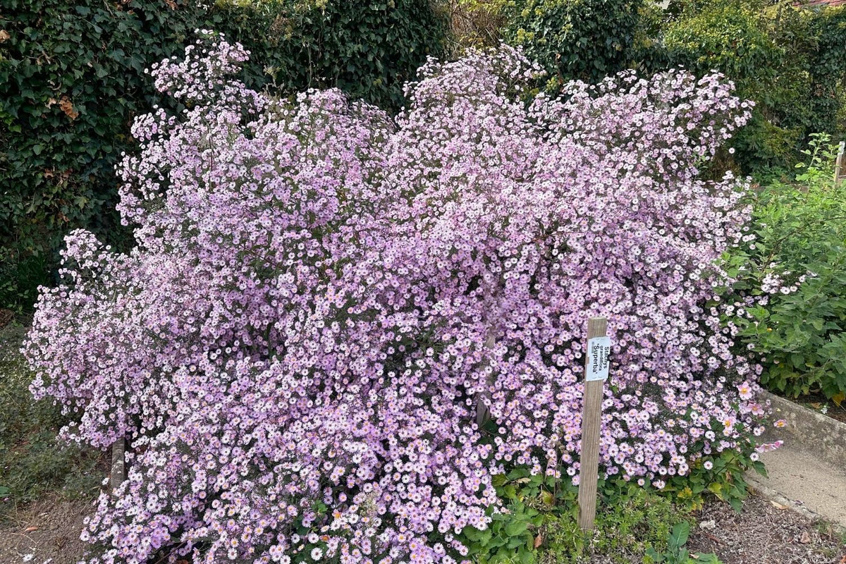 Aster novi-belgii 'Vasterival' (Glattblatt-Aster)