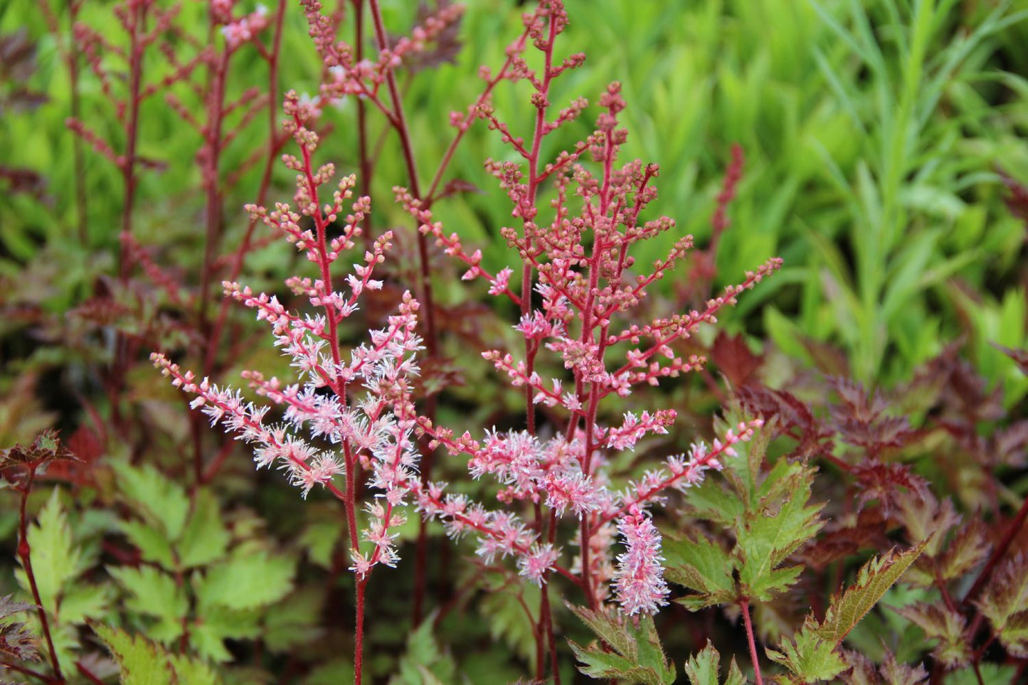 Astilbe 'Delft Lace' Prachtspiere Astilbe 'Delft Lace' Prachtspiere