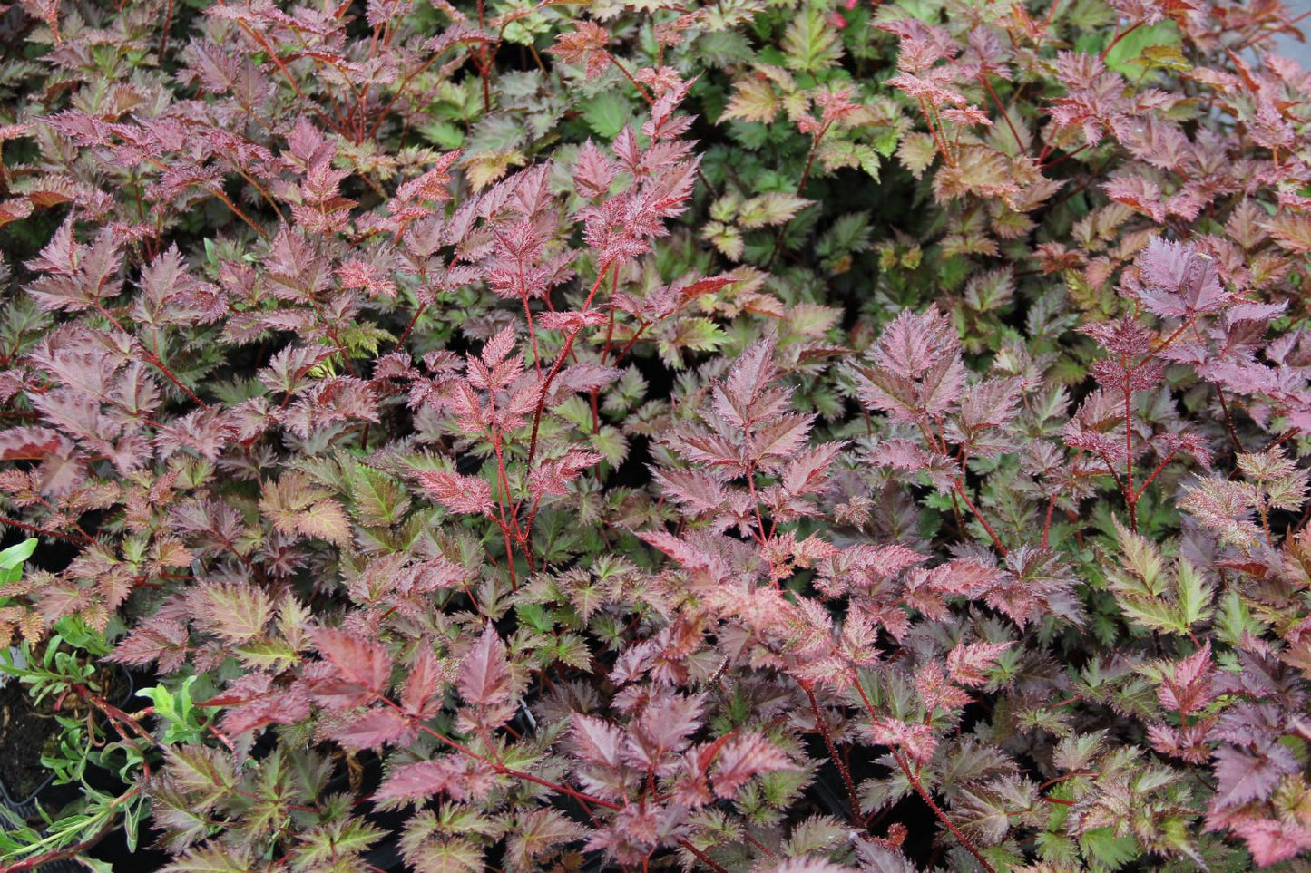 Astilbe 'Delft Lace' (Prachtspiere) Astilbe 'Delft Lace' (Prachtspiere)