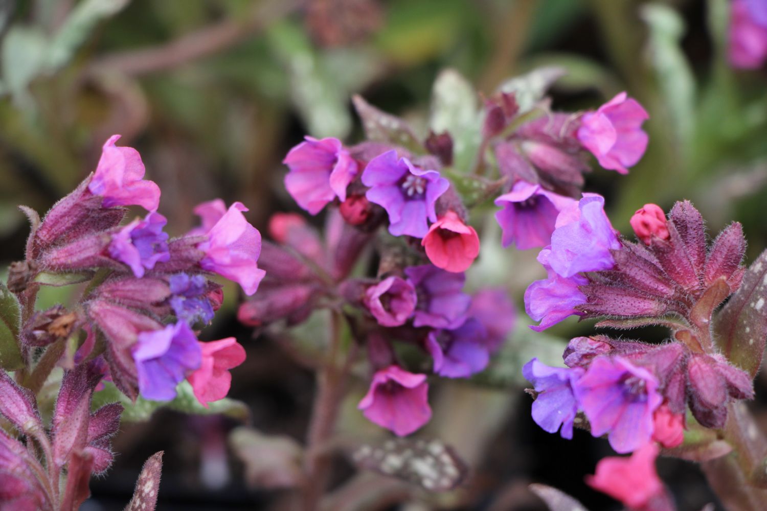 Pulmonaria saccharata 'Silver Bouquet' ® Geflecktes Lungenkraut