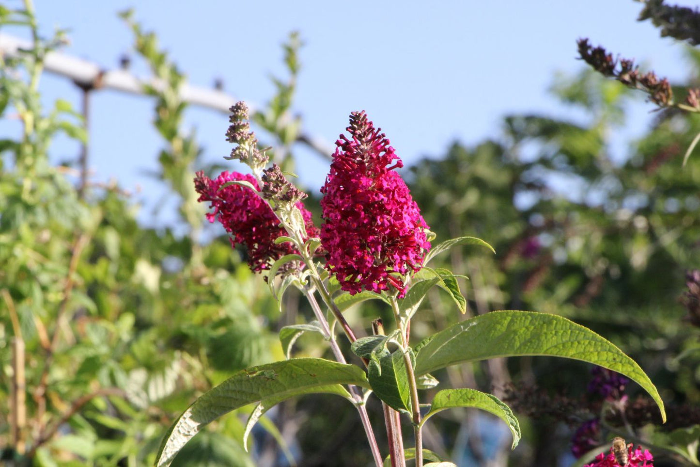 Buddleja davidii 'Funky Fuchsia' Sommerflieder