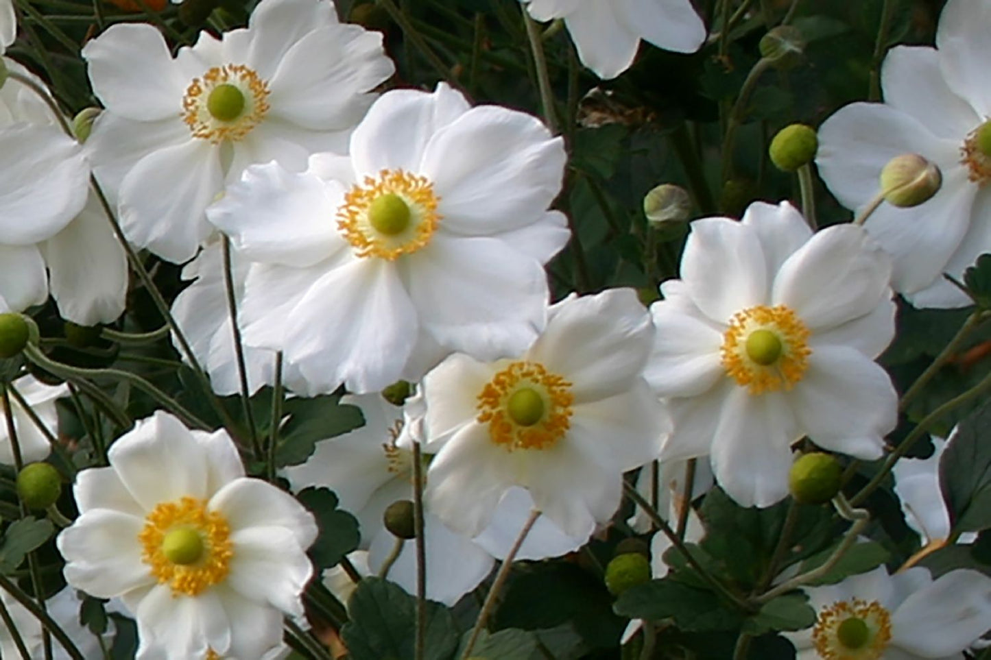 Anemone 'Pretty Lady Maria' ® (Herbstanemone)