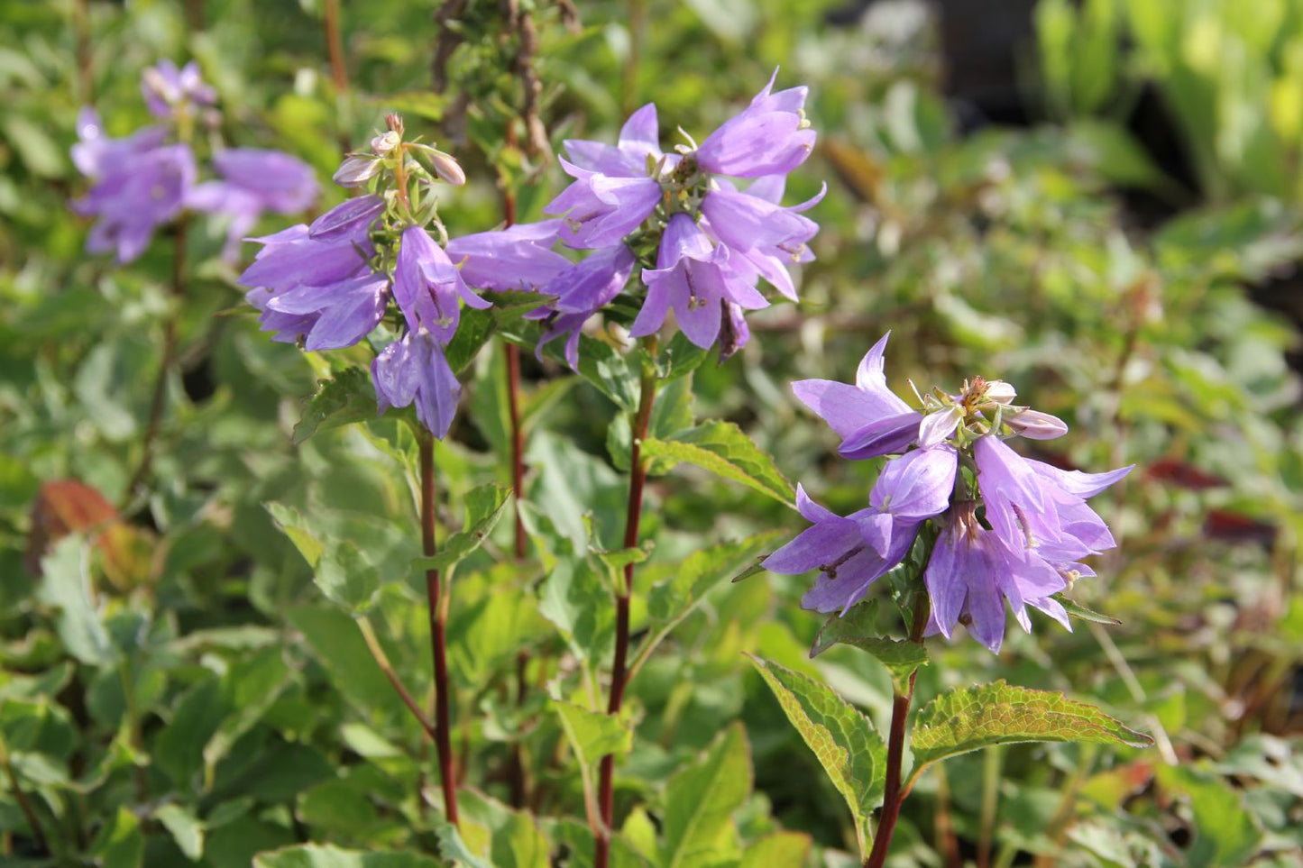 Campanula 'Gaudi Violet' Glockenblume