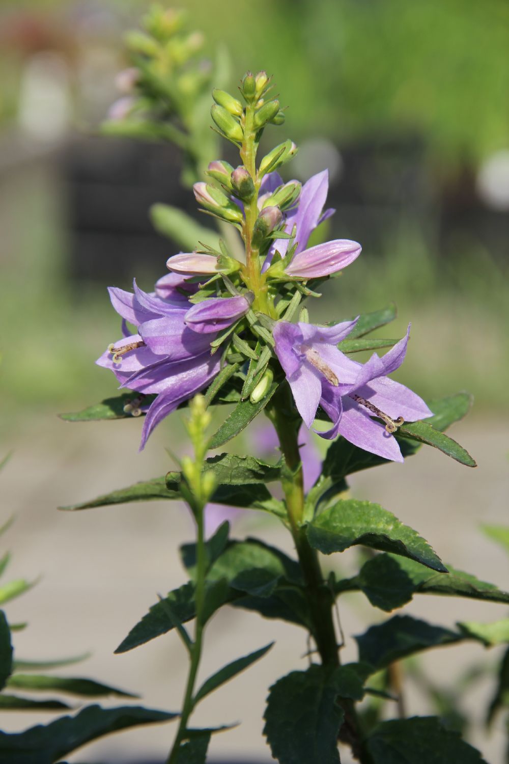 Campanula 'Gaudi Violet' (Glockenblume)