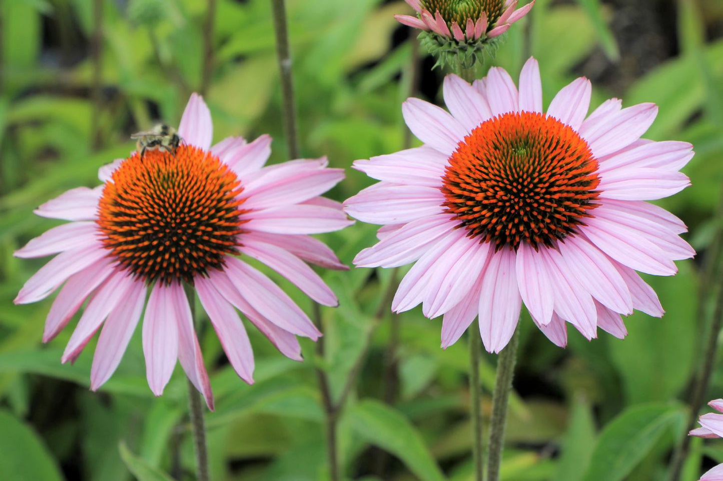 Echinacea 'Hope' ® Scheinsonnenhut