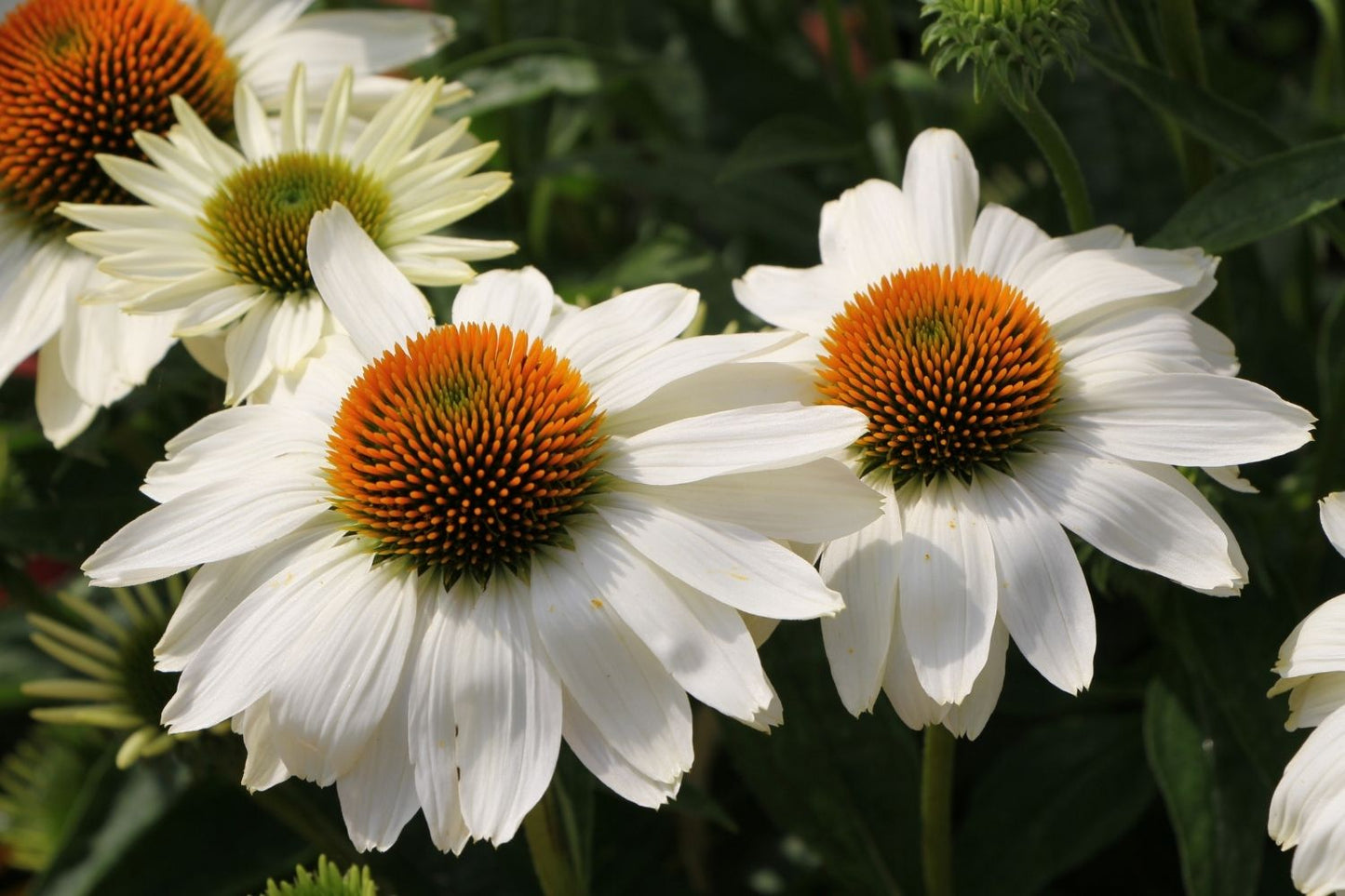 Echinacea 'Innocent Meadow Mama' ® (Weißer Scheinsonnenhut)