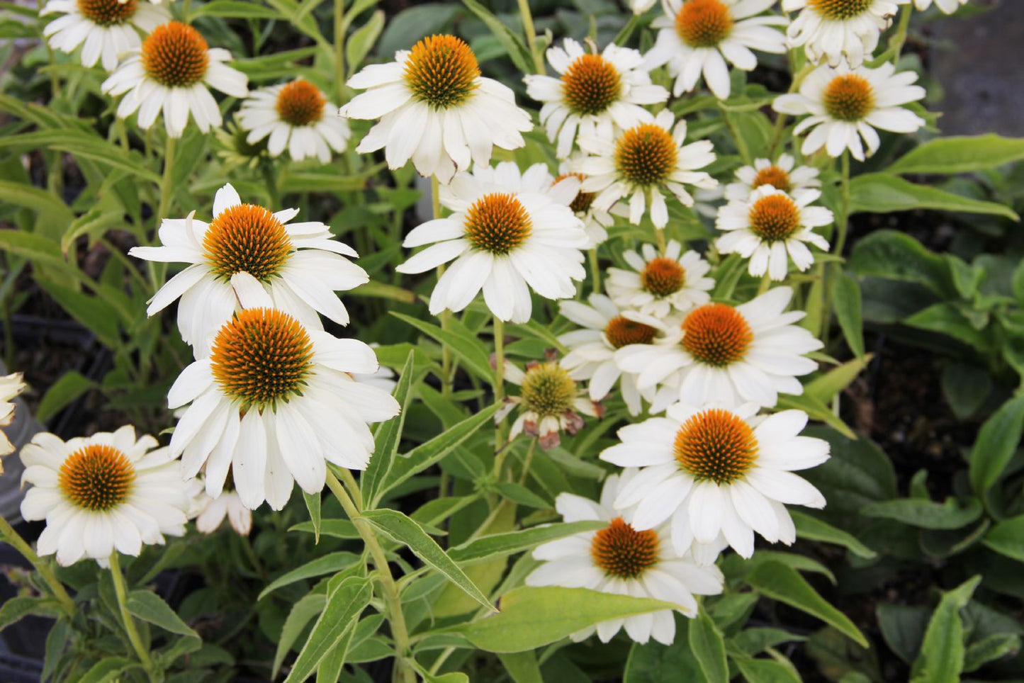Echinacea 'Innocent Meadow Mama' ® (Weißer Scheinsonnenhut)