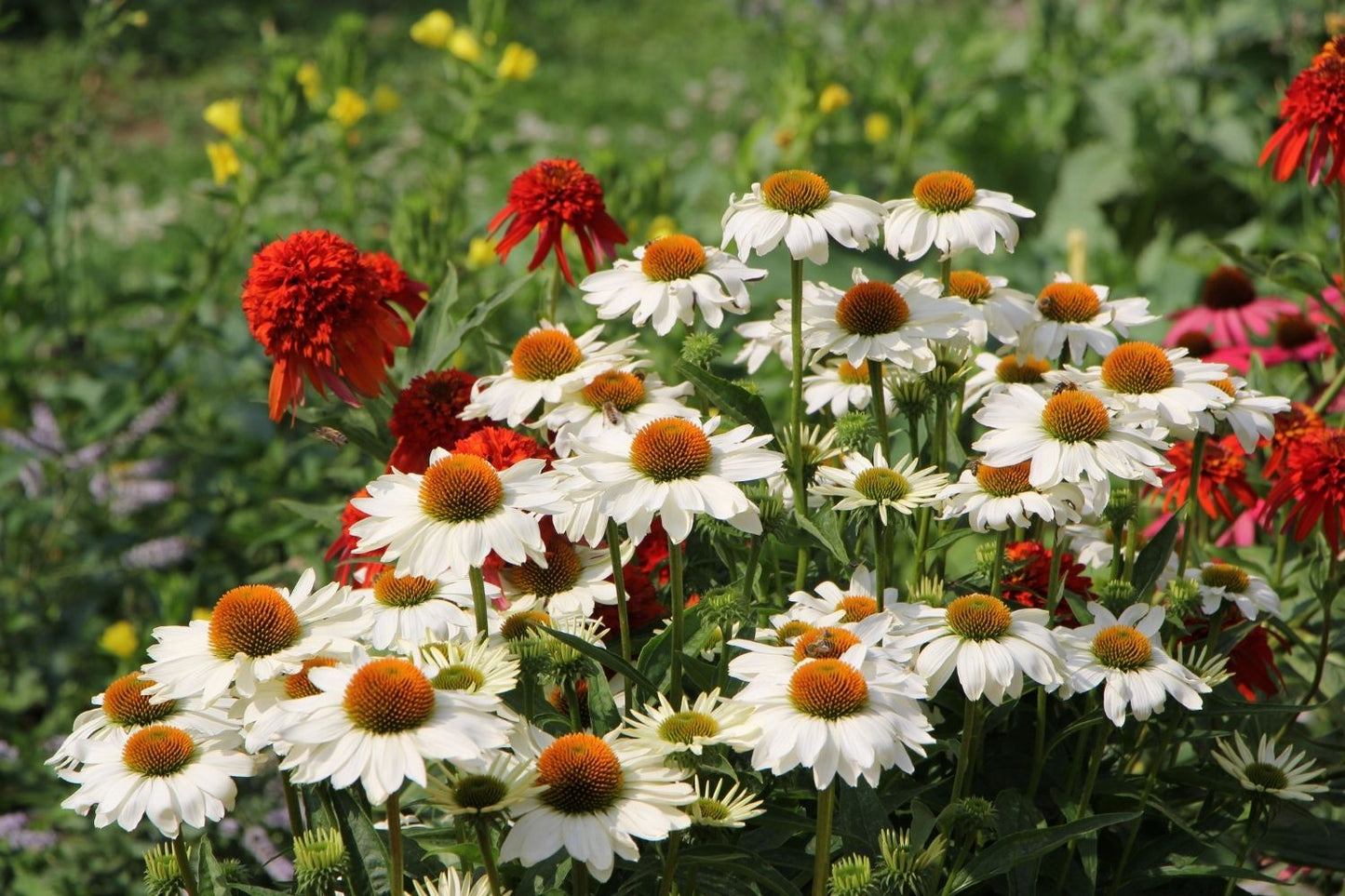 Echinacea 'Innocent Meadow Mama' ® (Weißer Scheinsonnenhut)