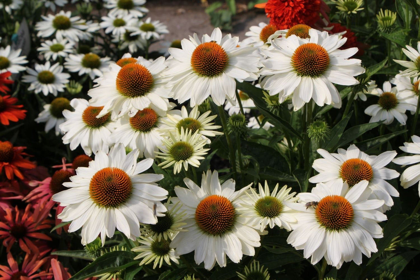Echinacea 'Innocent Meadow Mama' ® (Weißer Scheinsonnenhut)