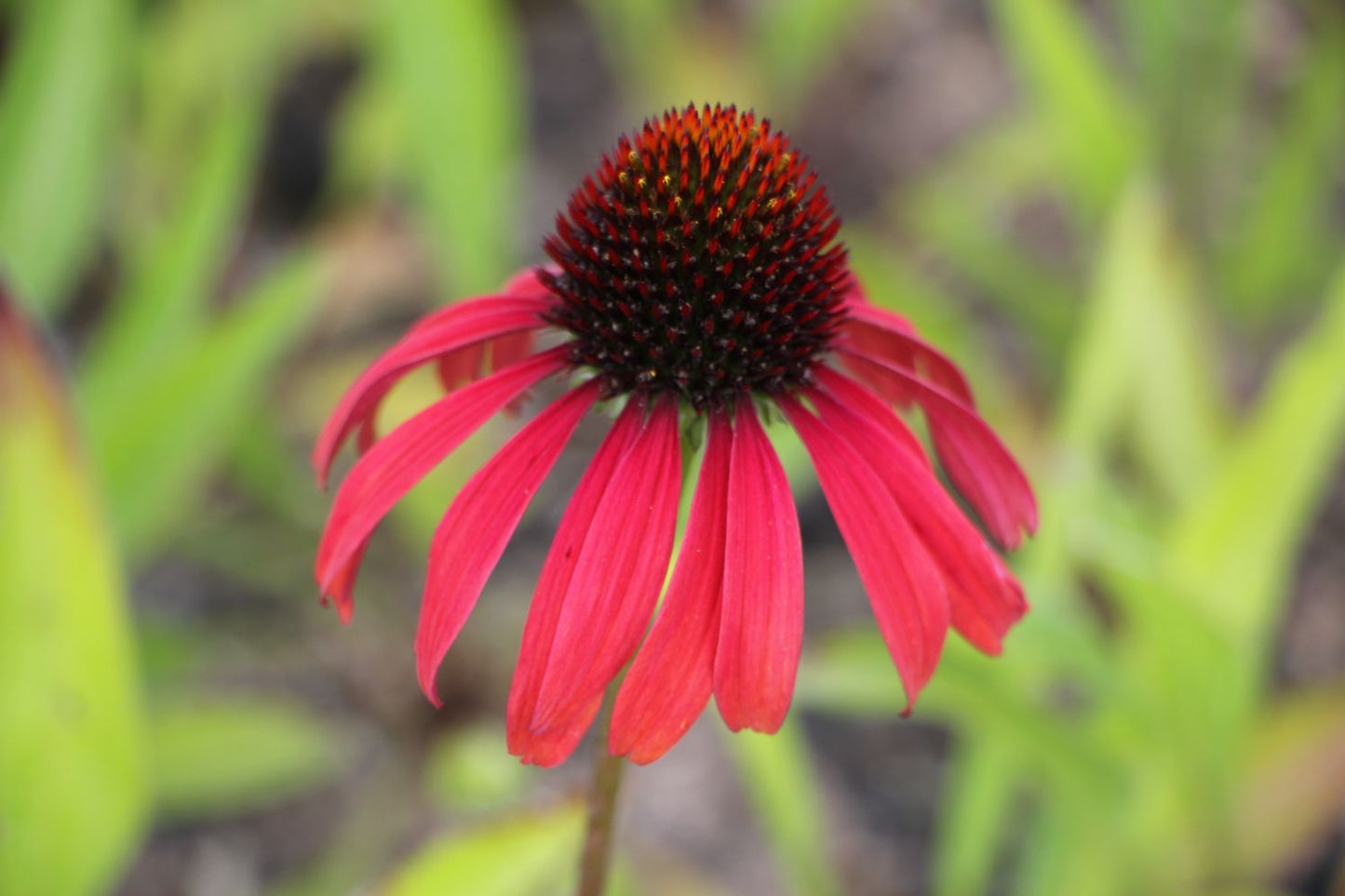 Echinacea 'Postman' ® Scheinsonnenhut