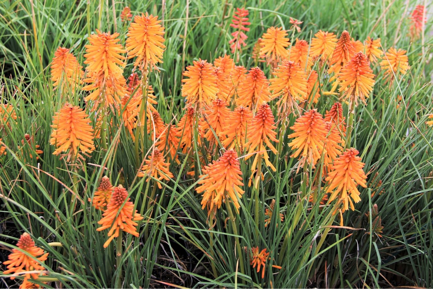 Kniphofia 'Poco Orange' Fackellilie