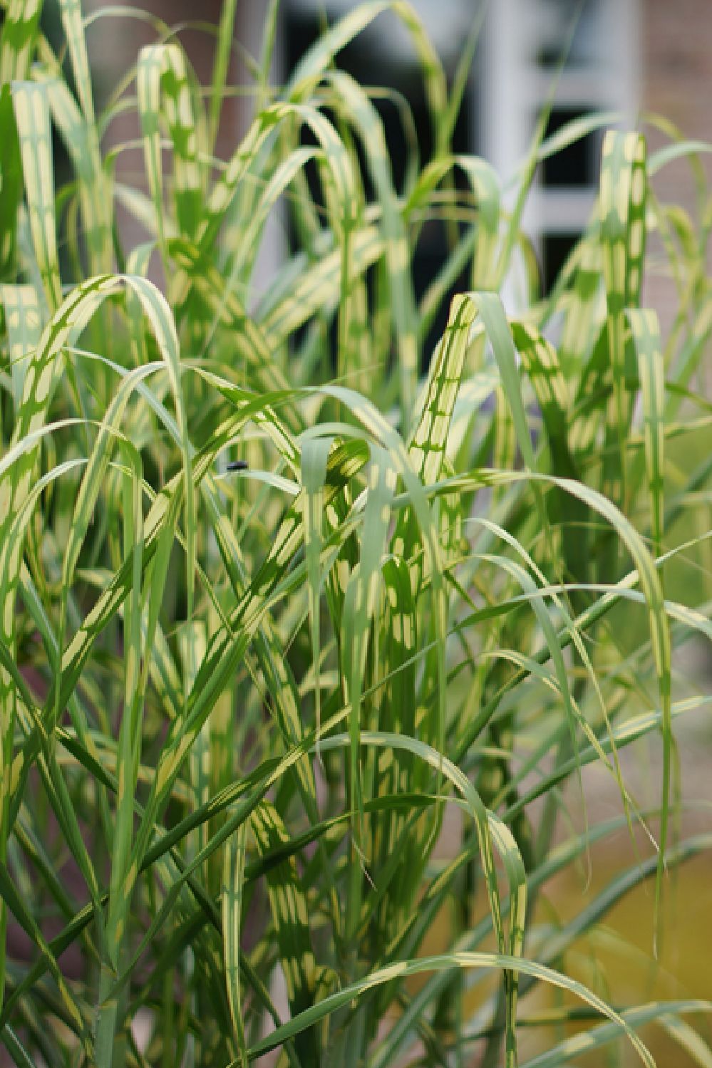 Miscanthus x giganteus 'Aligator' (Hohes Chinaschilf)