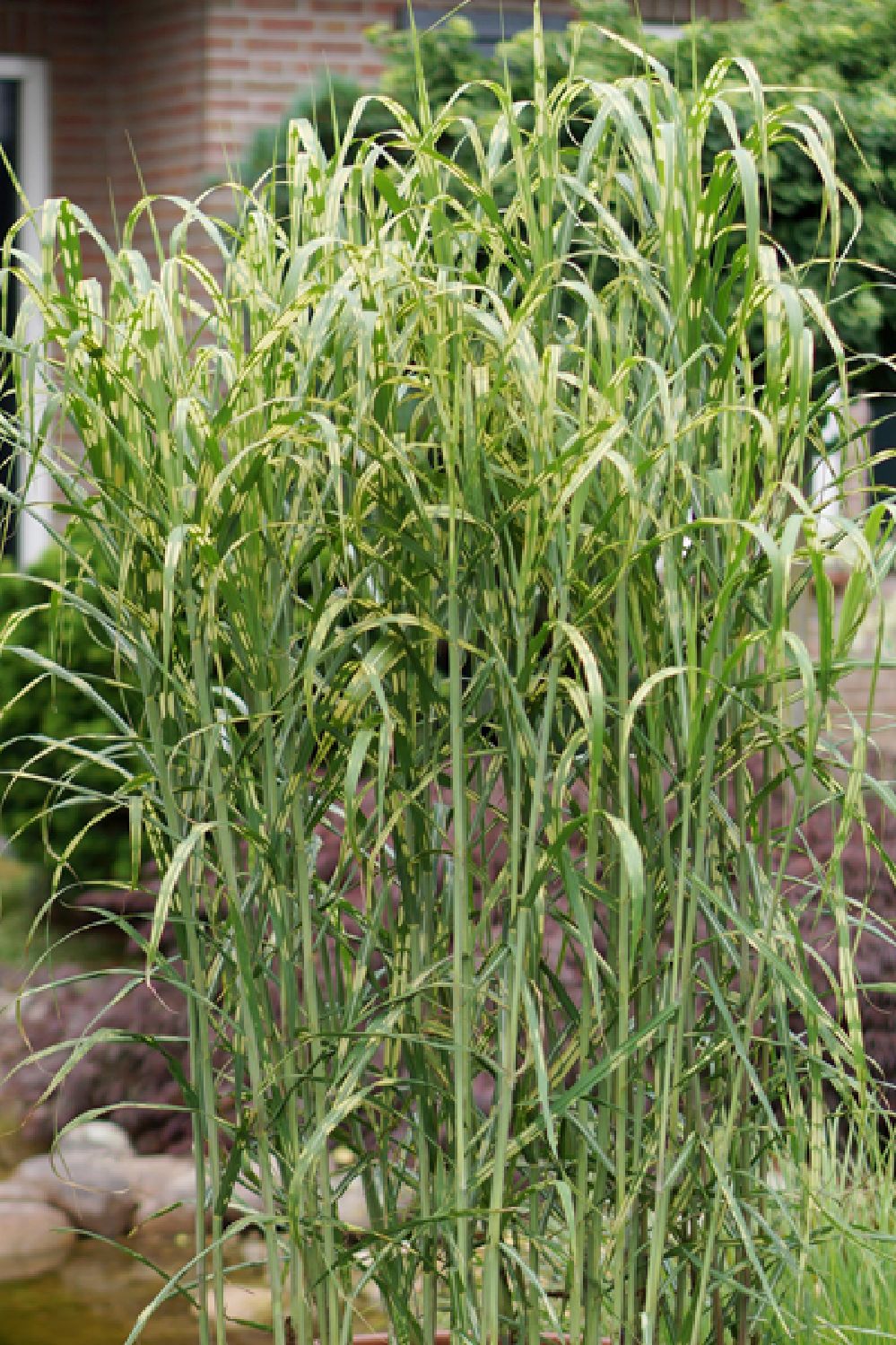 Miscanthus x giganteus 'Aligator' (Hohes Chinaschilf)
