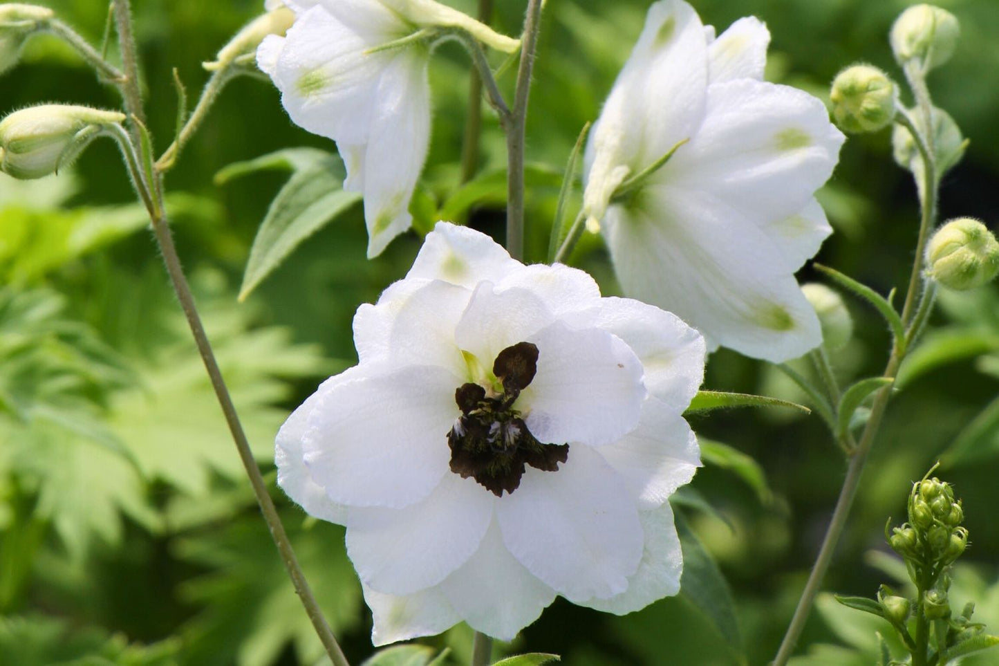 Delphinium New Millenium 'Black Eyed Angels' Rittersporn