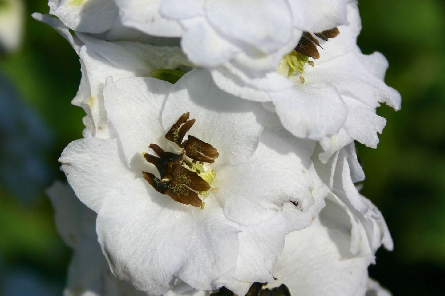 Delphinium New Millenium 'Black Eyed Angels' (Rittersporn)