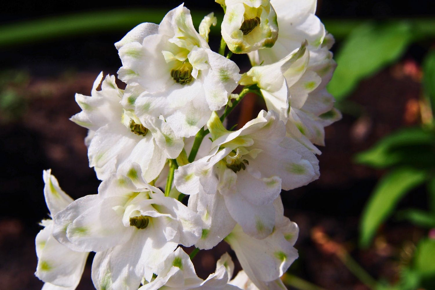 Delphinium New Millenium 'Black Eyed Angels' (Rittersporn)