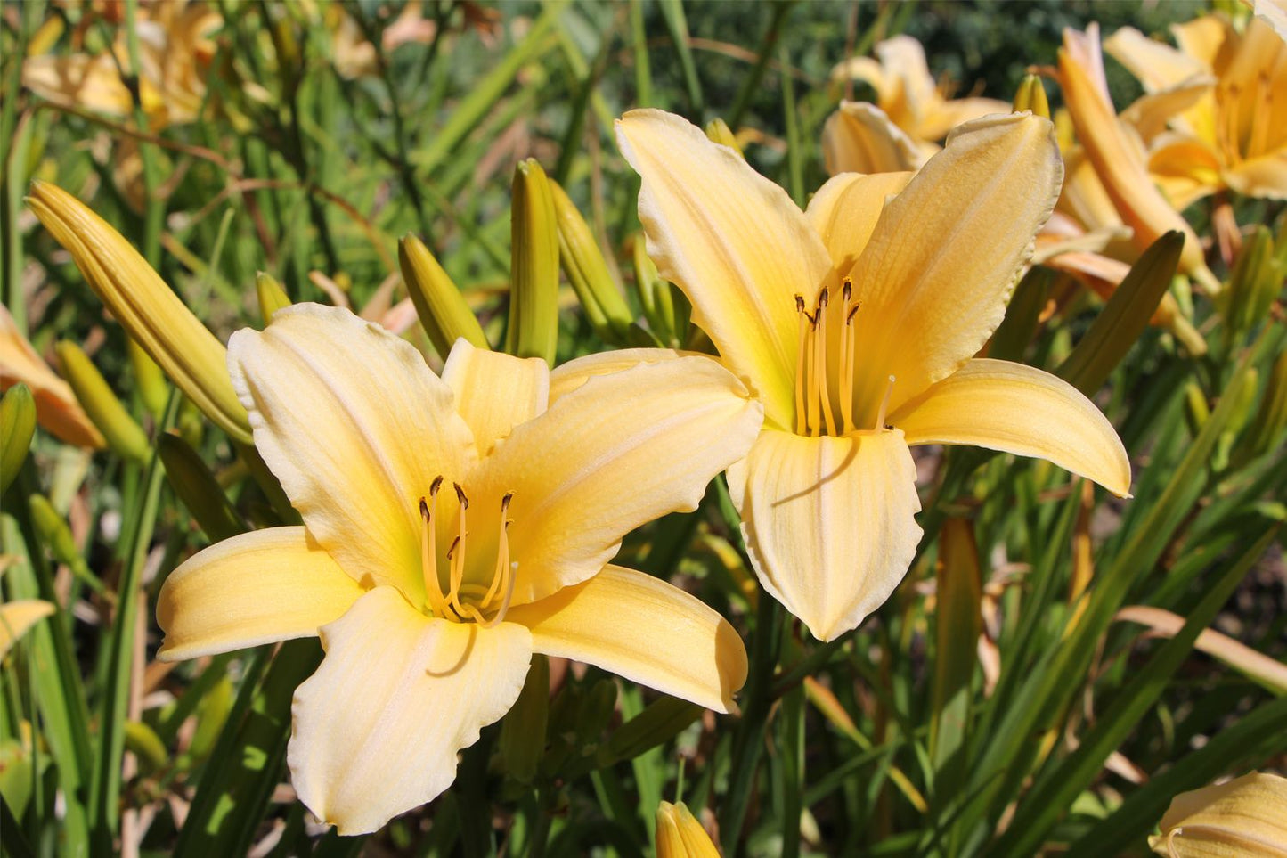 Hemerocallis 'Frances Fay' (Großblumige Taglilie)