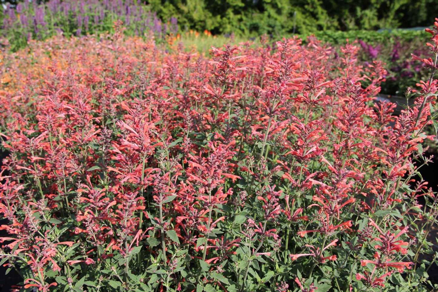 Agastache 'Kudos Coral' (Duftnessel)