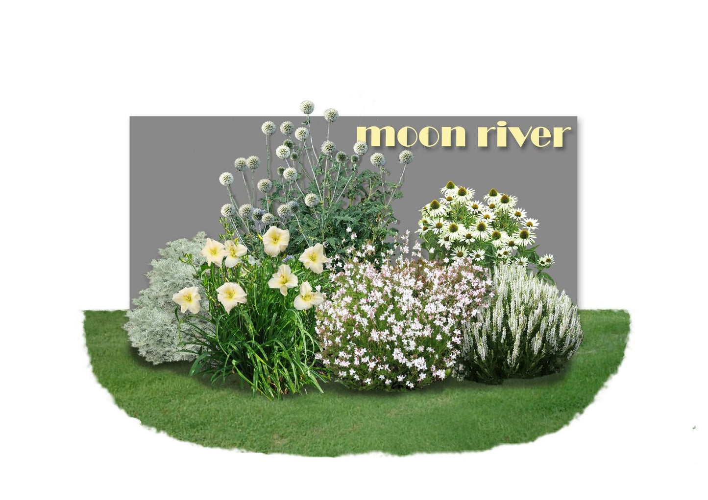 Distel-Paket 'Moon River' So schön wie sanfter Mondschein