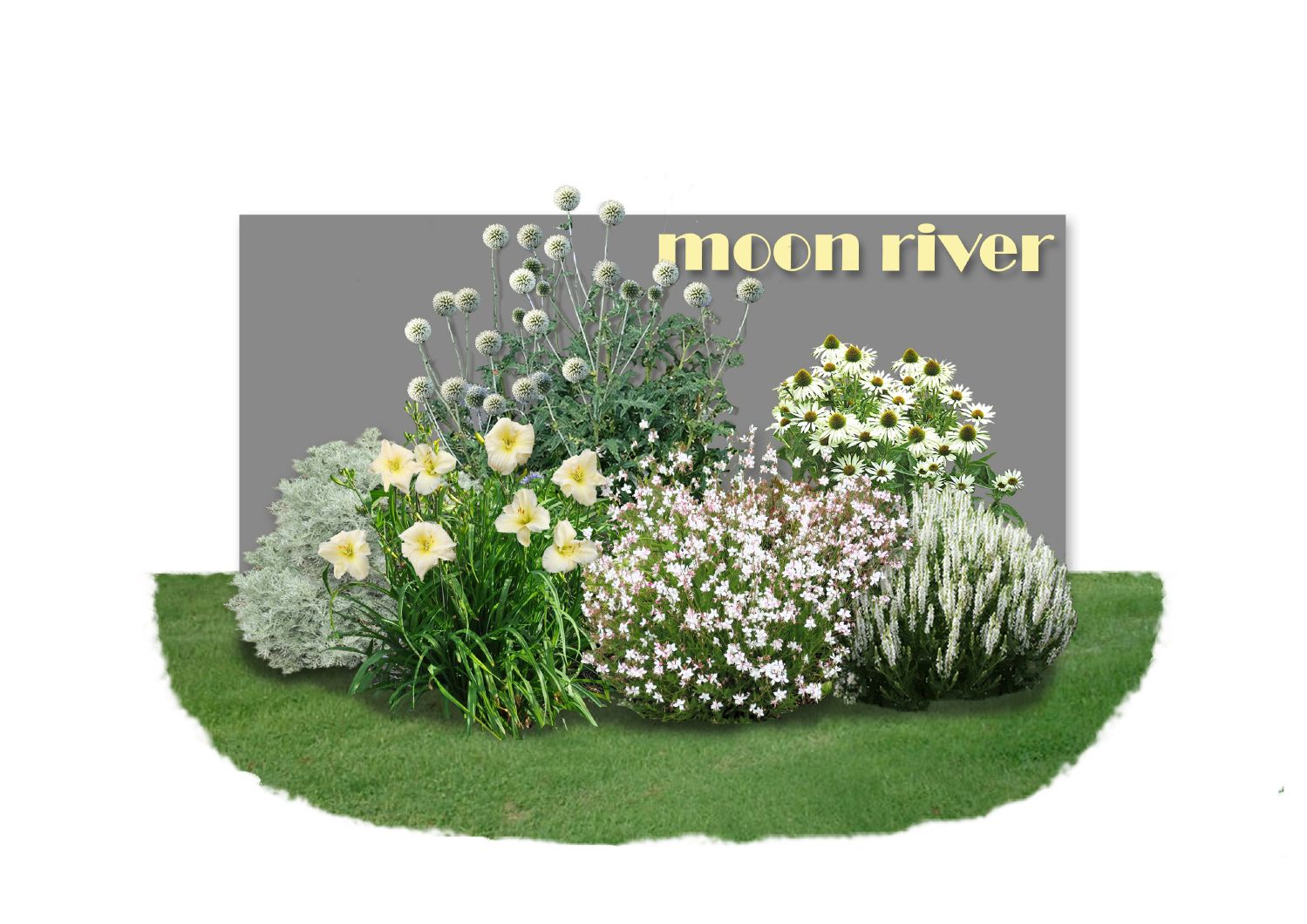 Distel-Paket 'Moon River' So schön wie sanfter Mondschein