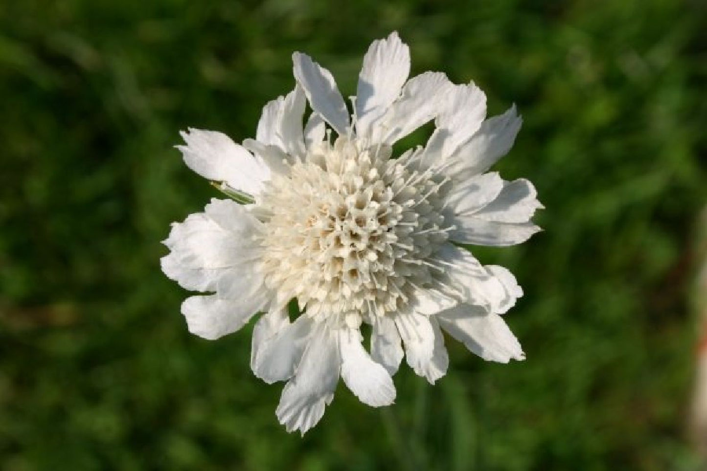 Buntes Bienenparadies (Nektarsegen für Biene, Hummel, Schmetterling & Co.)
