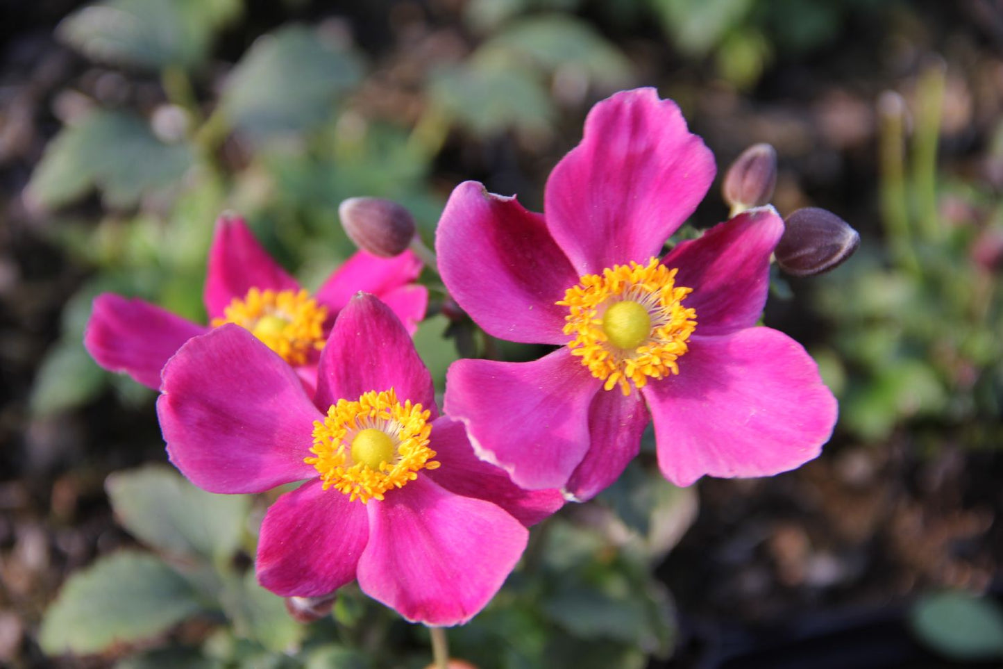 Anemone 'Fantasy Red Riding Hood' Herbst-Anemone