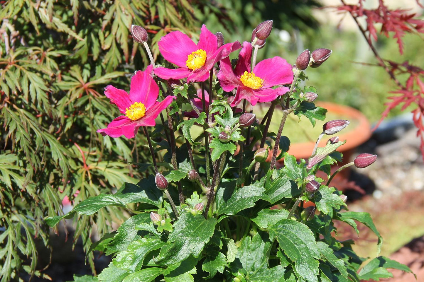 Anemone 'Fantasy Red Riding Hood' (Herbst-Anemone)