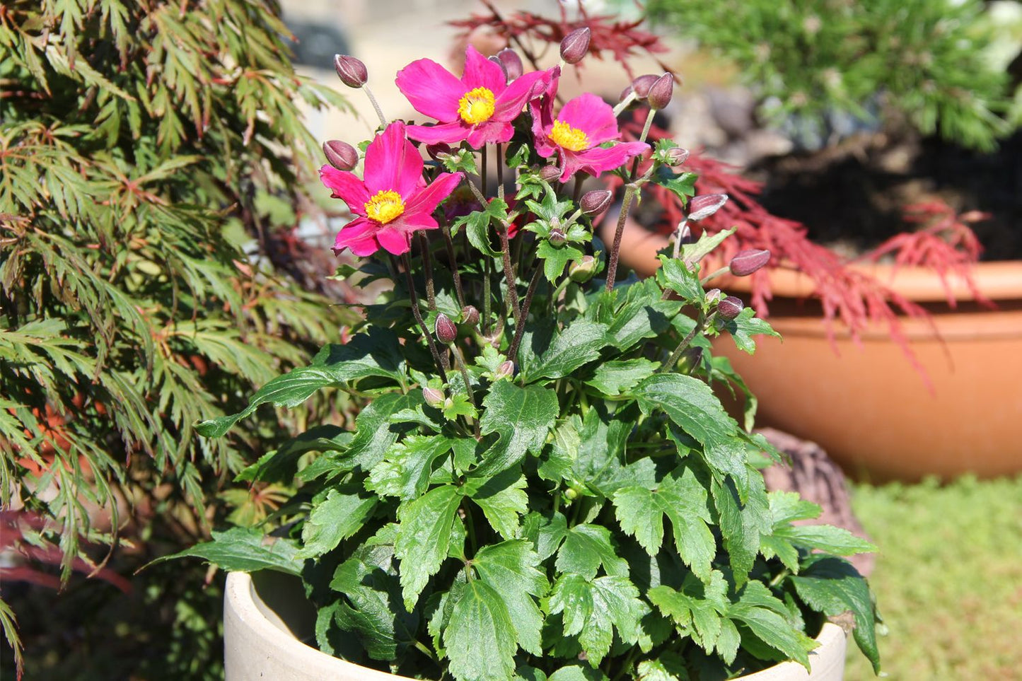 Anemone 'Fantasy Red Riding Hood' (Herbst-Anemone)