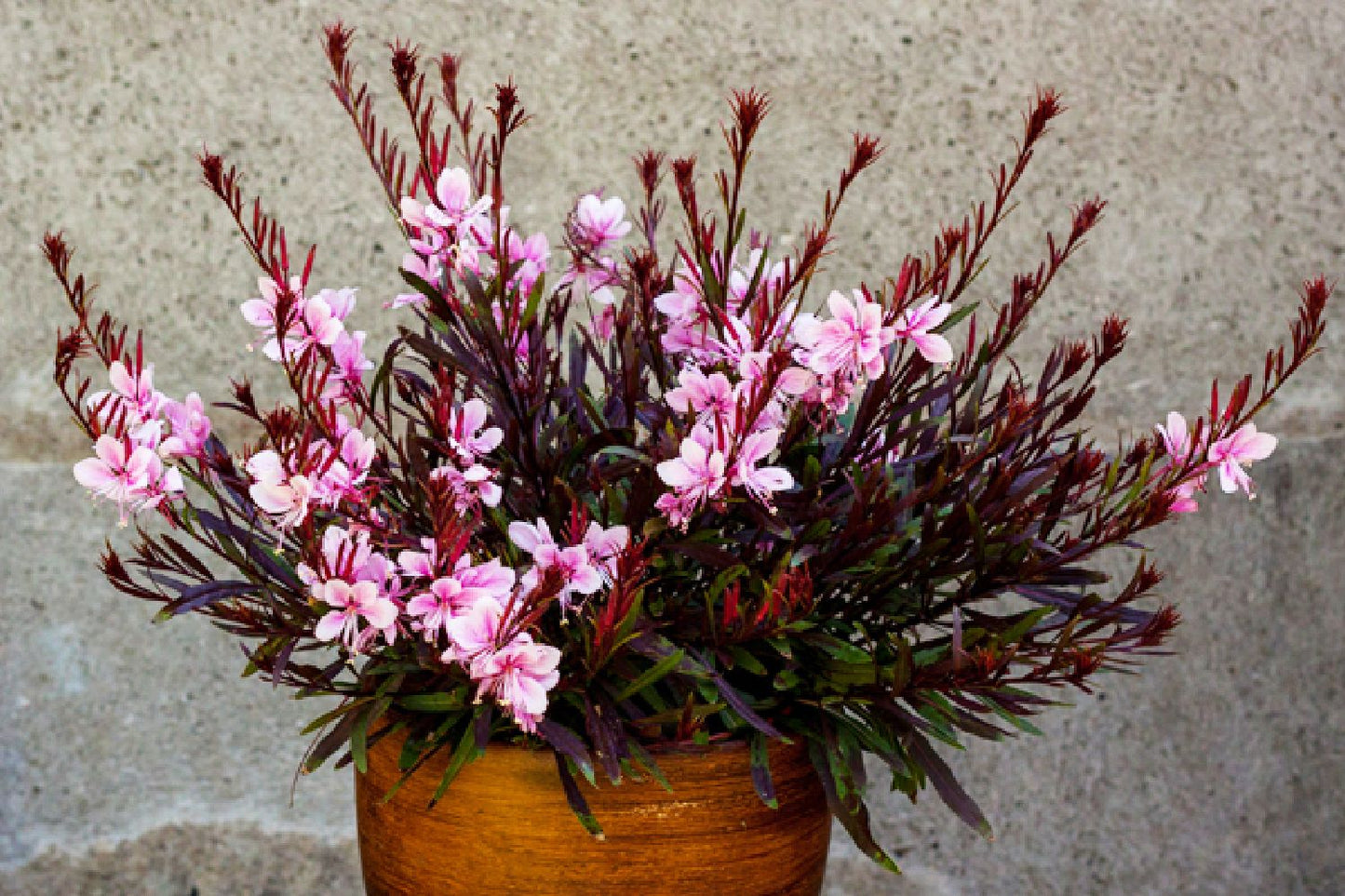 Gaura lindheimeri 'Passionate Blush' (Prachtkerze)