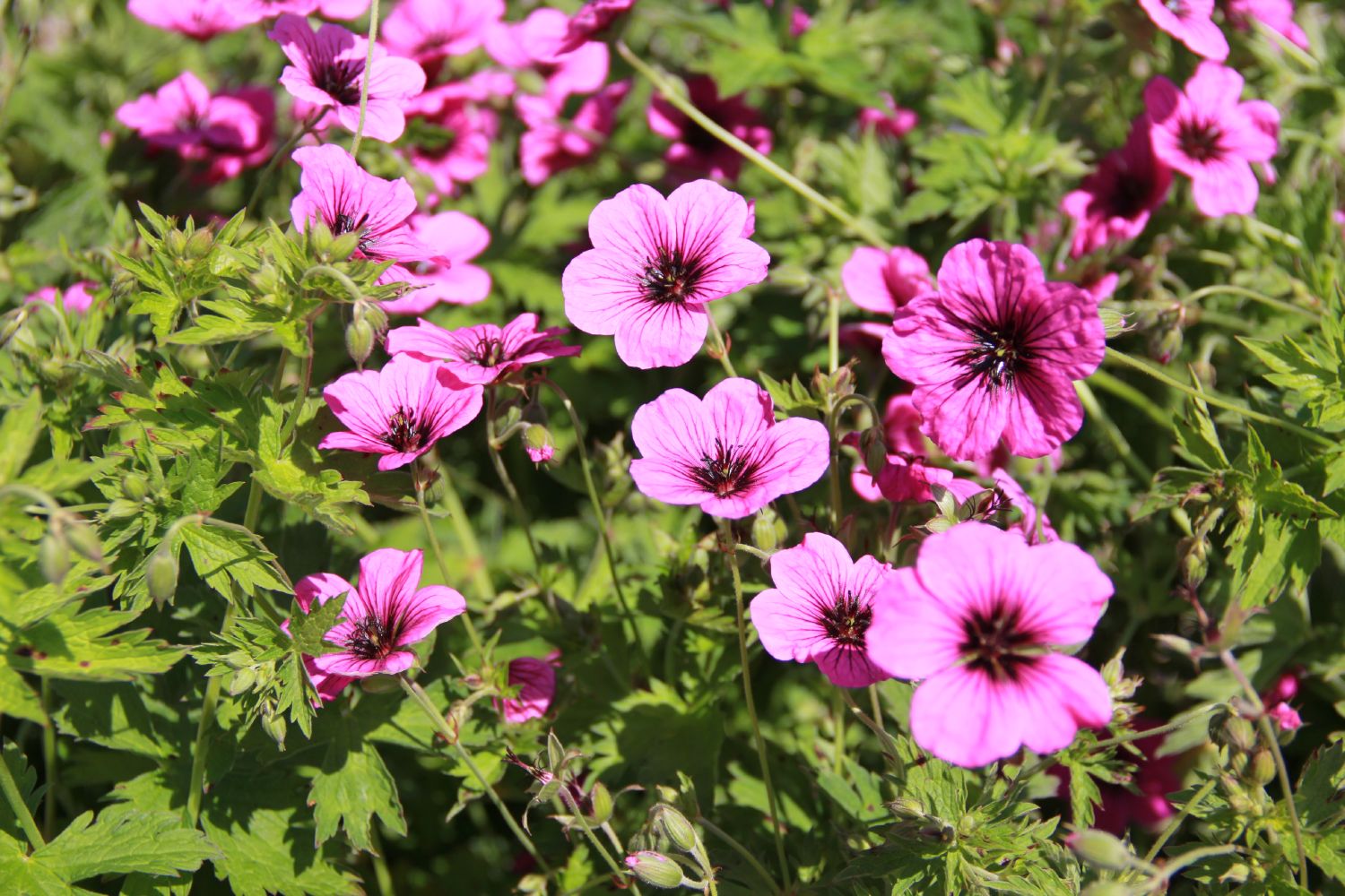 Geranium psilostemon 'J.S. Matu Vu' Armenischer Storchschnabel