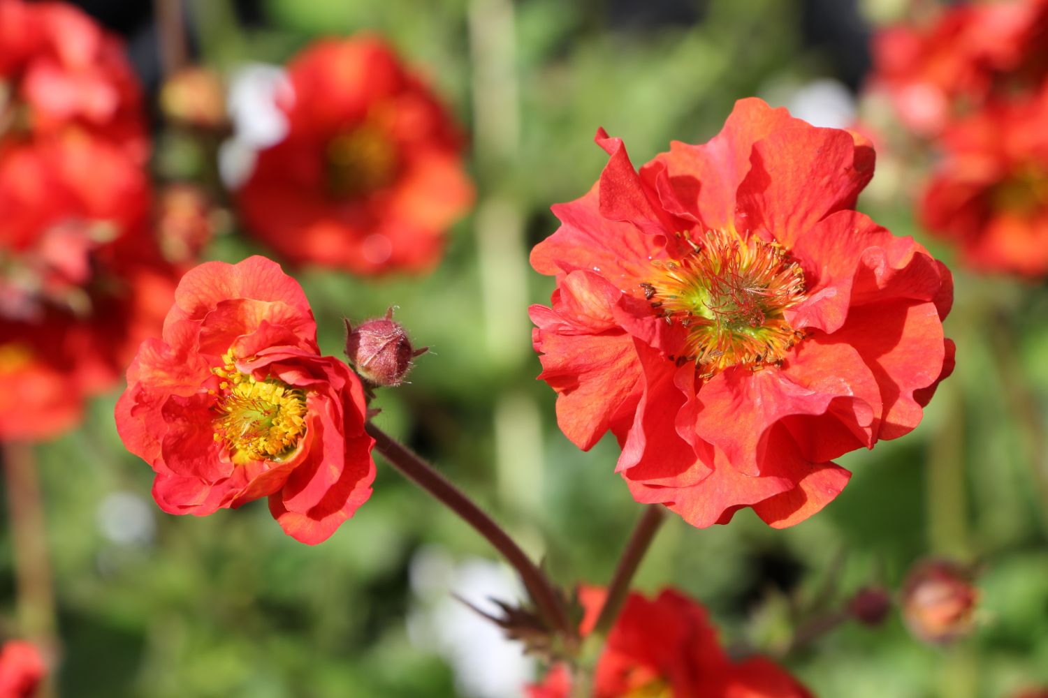 Geum 'Scarlet Tempest' Nelkenwurz