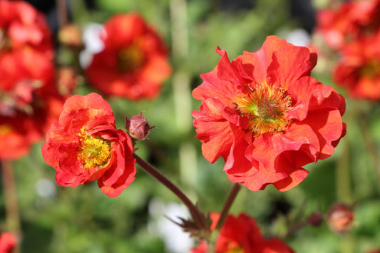 Geum 'Scarlet Tempest' Nelkenwurz