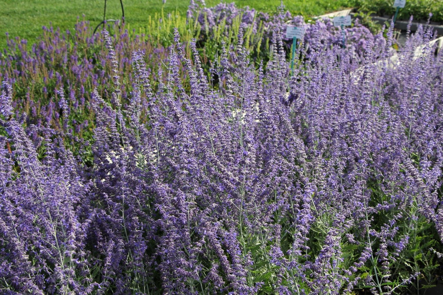 Perovskia atriplicifolia 'Lacey Blue' ® (Zwerg-Blauraute)