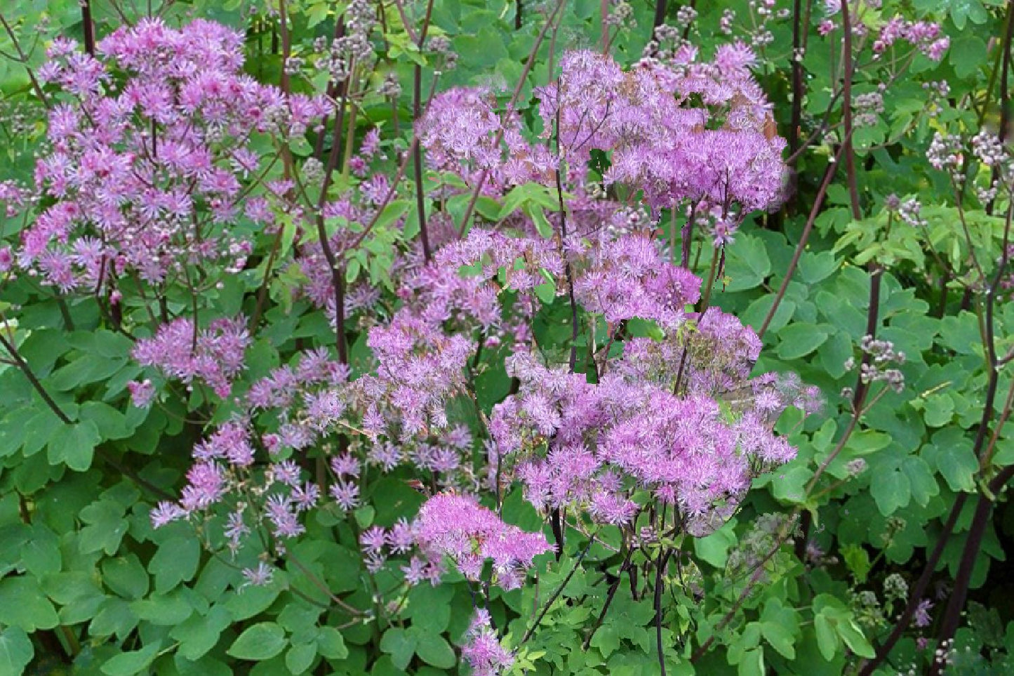 Thalictrum aquilegifolium 'Black Stockings' Akeleiblättrige Wiesenraute