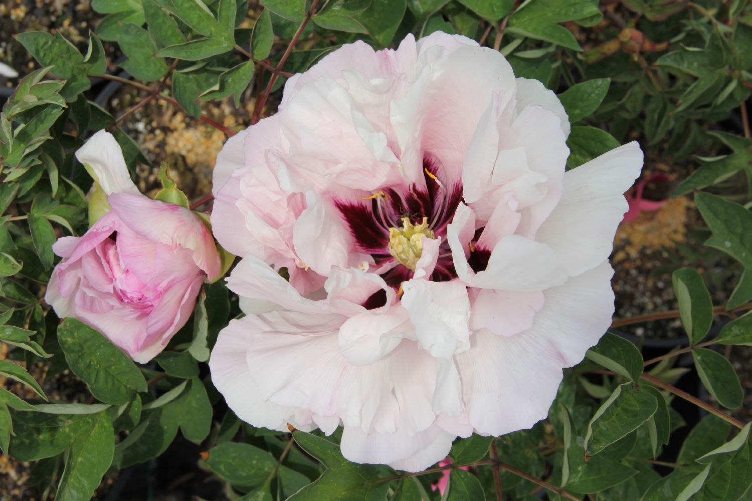 Paeonia rockii 'Fen Xi Shi' Strauchpfingstrose 'Rosa Schönheit'