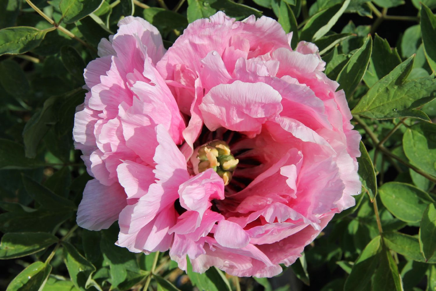Paeonia rockii 'Long Yuan Zhuang Shi' Strauchpfingstrose 'Held des nordwestl. Plateaus'